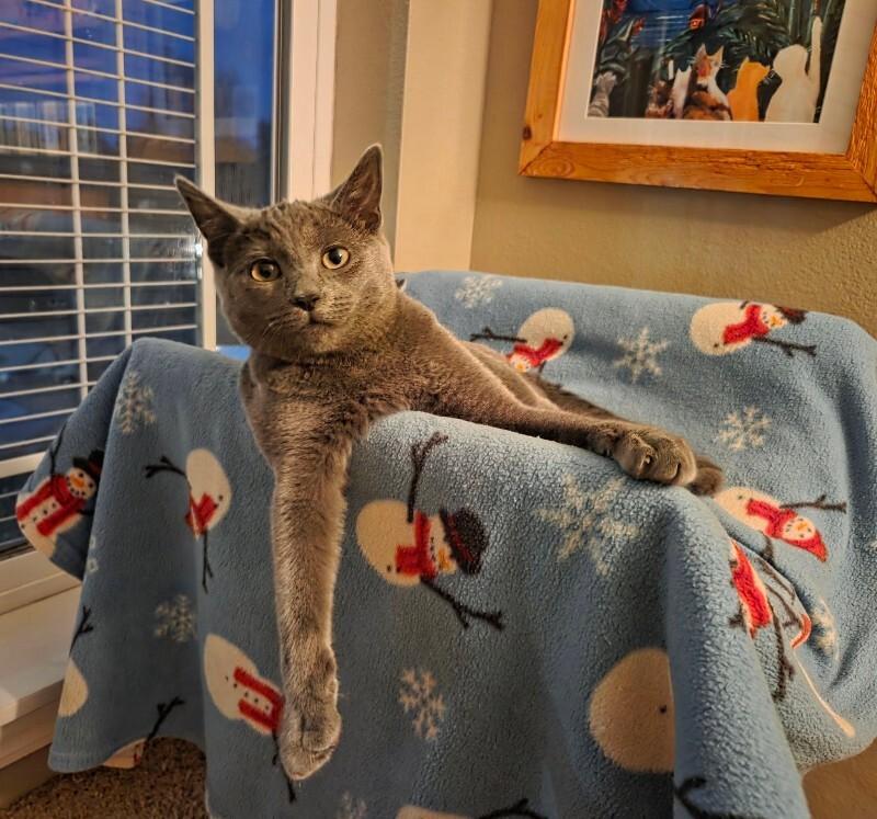 Enlarge Dawn, a Adoptable Domestic Short Hair in Arlington, WA image 1/1