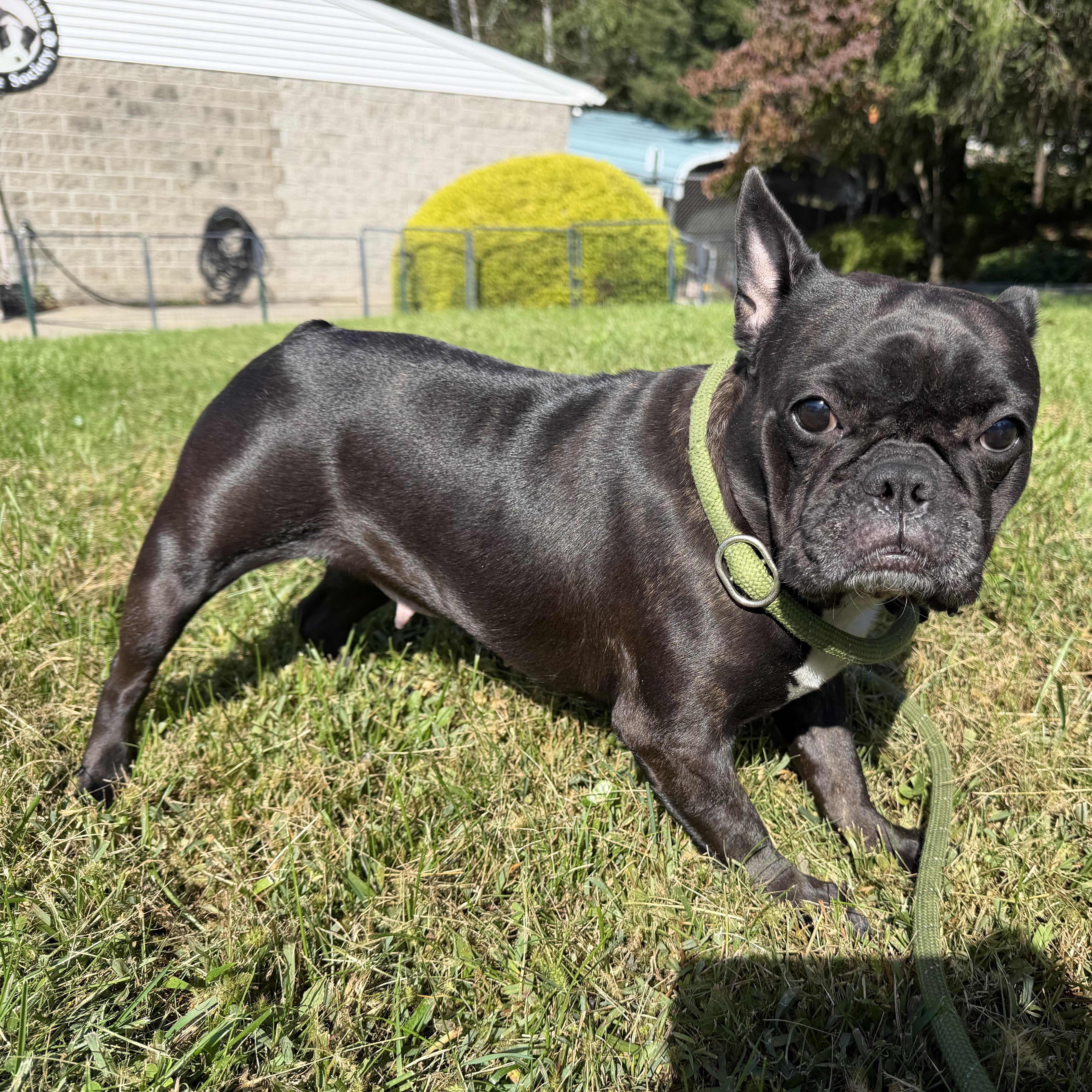 Enlarge Gwen, a Adoptable mixed breed in Latrobe, PA image 1/4