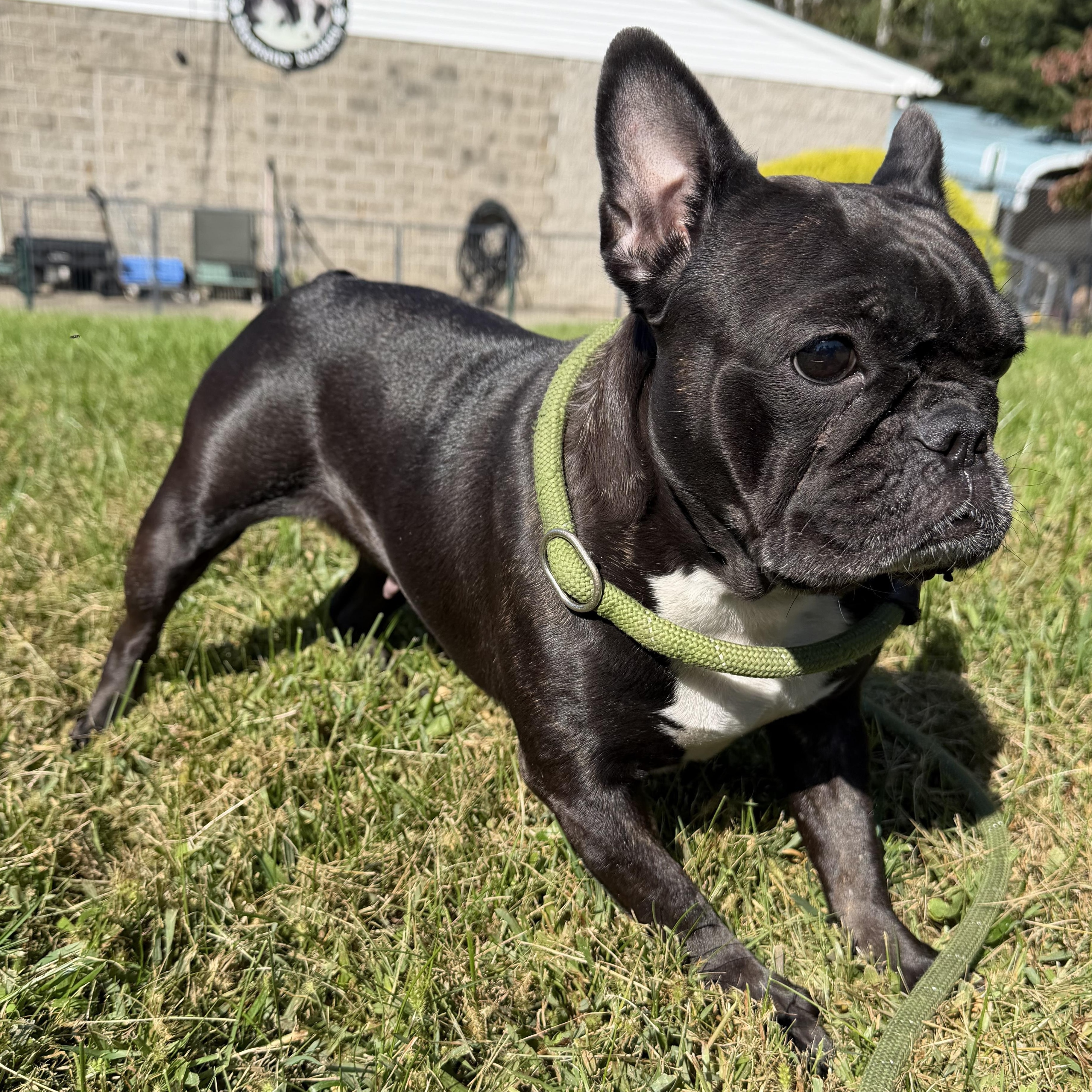 Enlarge Gwen, a Adoptable mixed breed in Latrobe, PA image 3/4