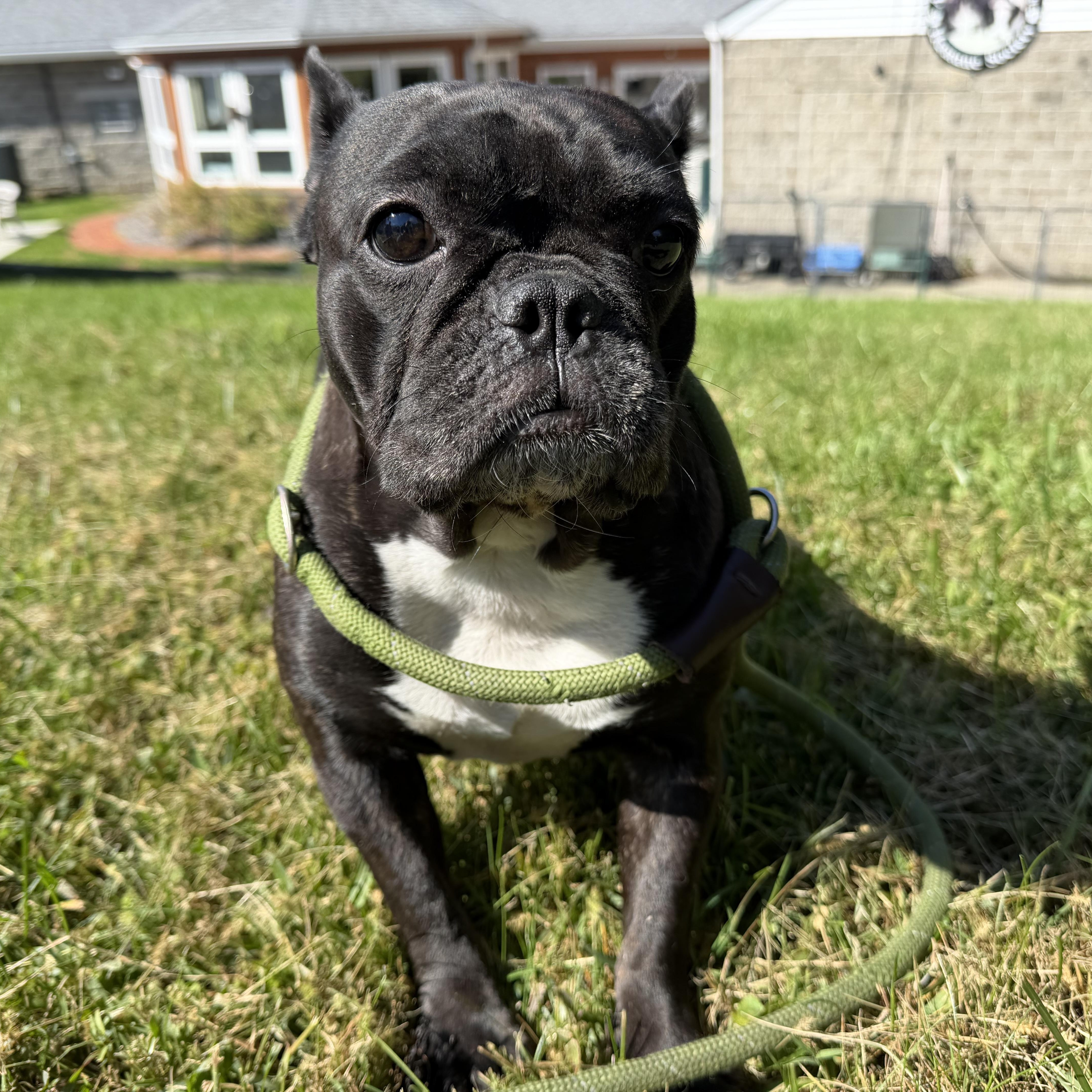 Enlarge Gwen, a Adoptable mixed breed in Latrobe, PA image 4/4