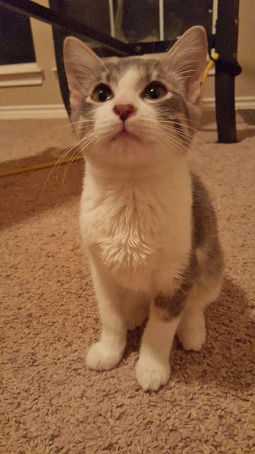 Tom Jones, Adopted, Senior Male Tabby.