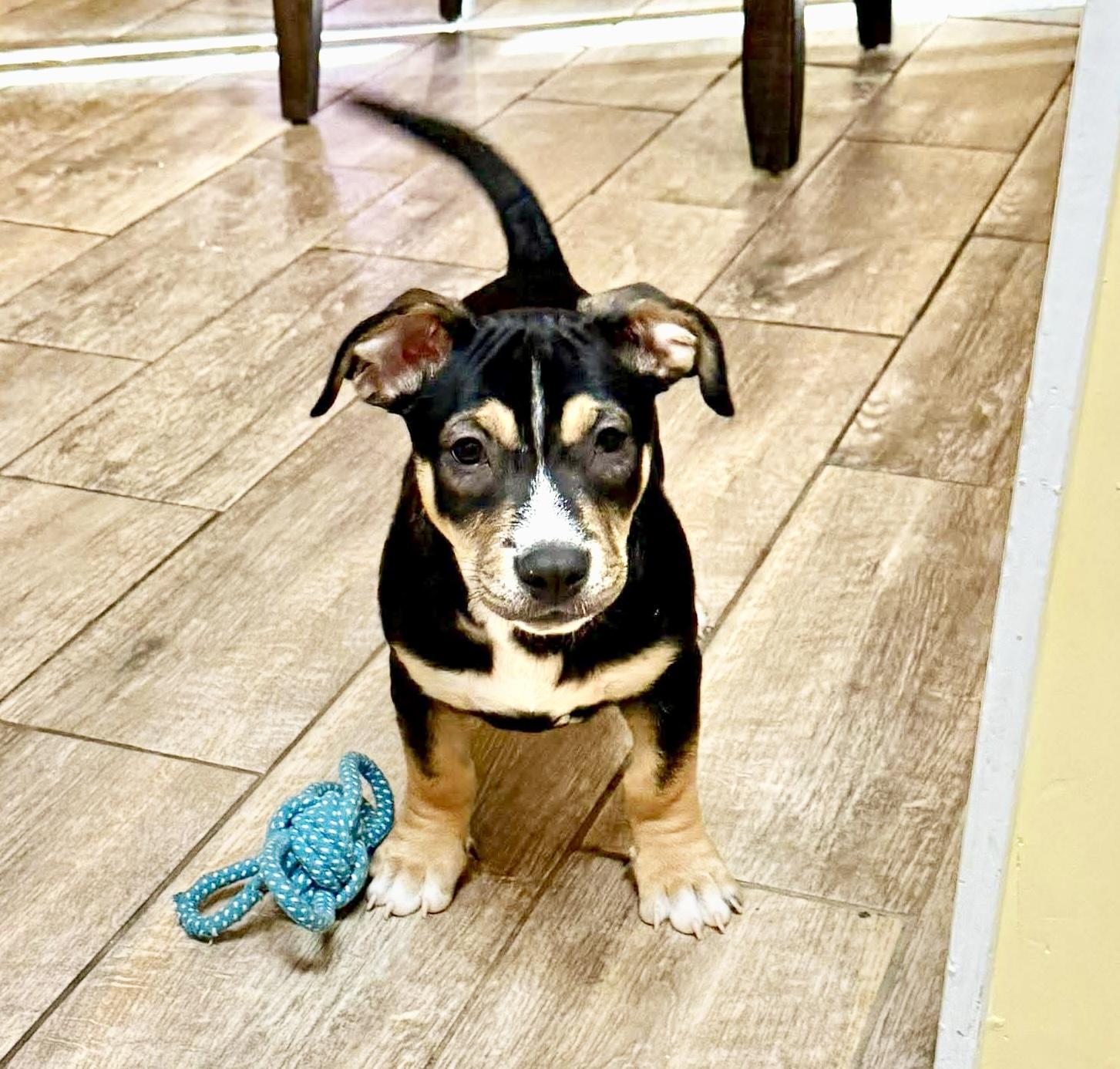 Gobstopper , an adopted mixed breed in Brattleboro , VT image 3/6