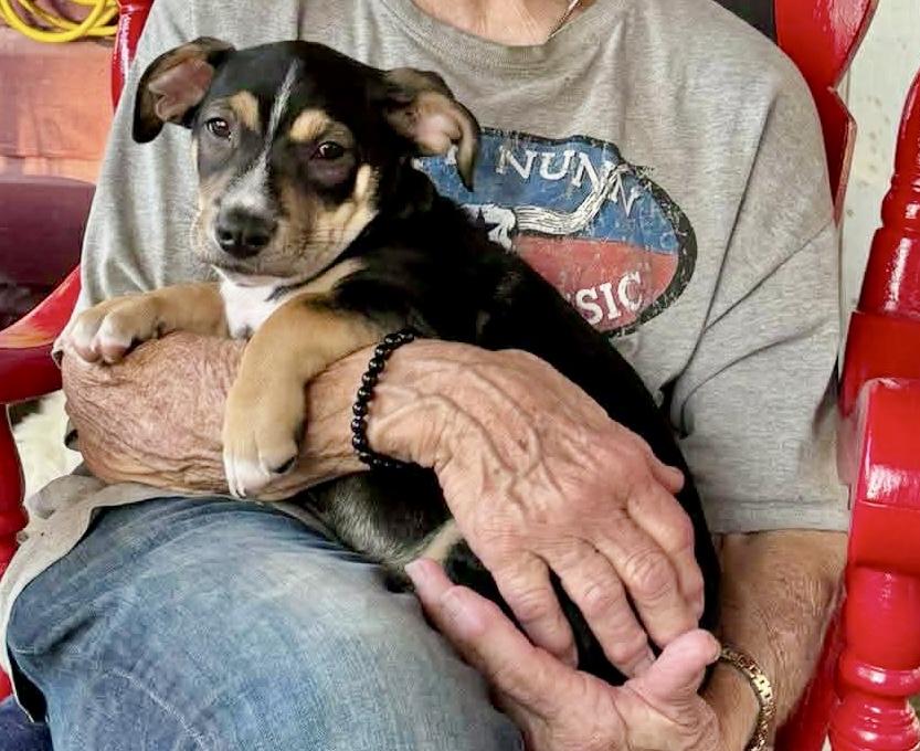 Gobstopper , an adopted mixed breed in Brattleboro , VT image 2/6