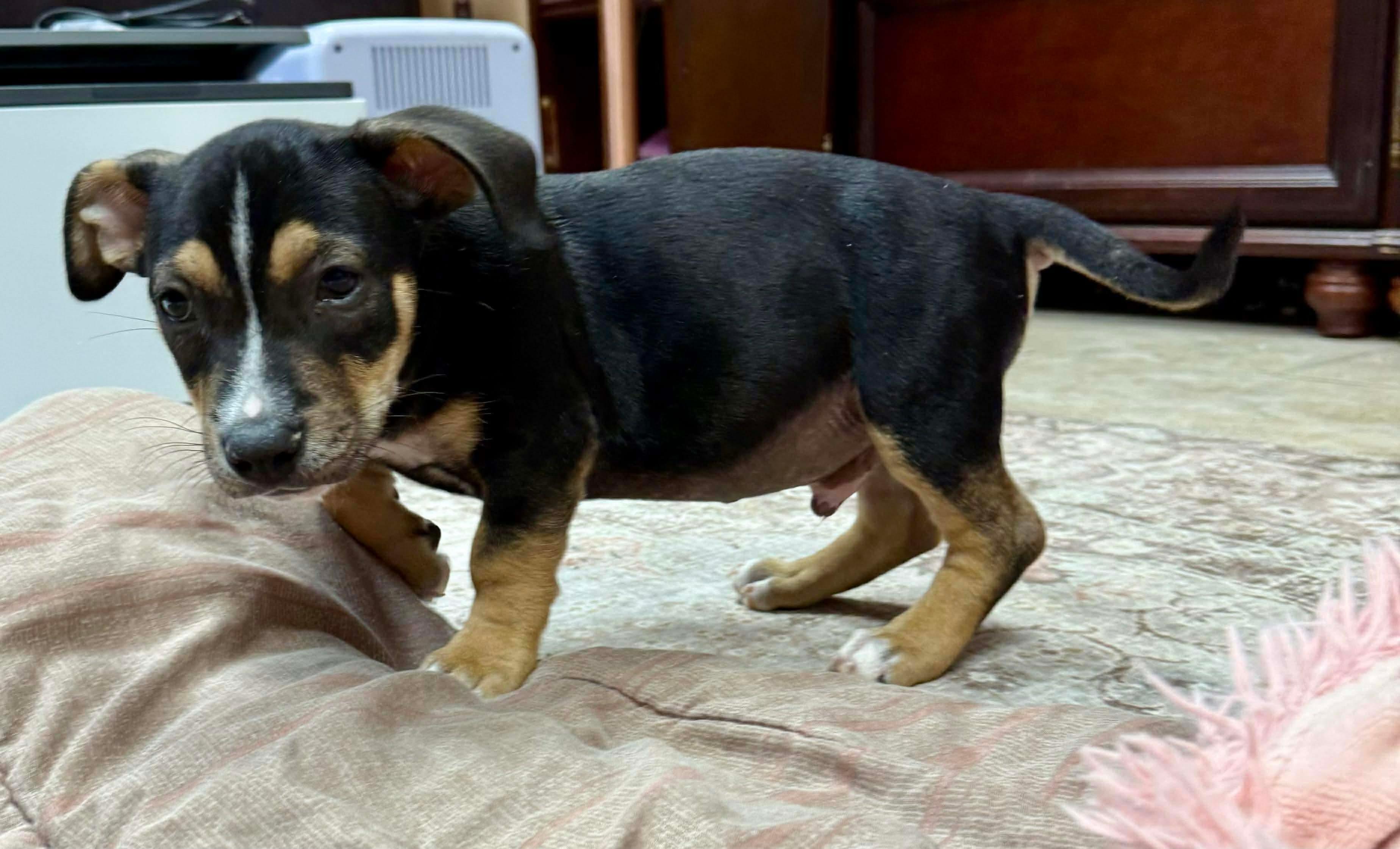 Gobstopper , an adopted mixed breed in Brattleboro , VT image 6/6