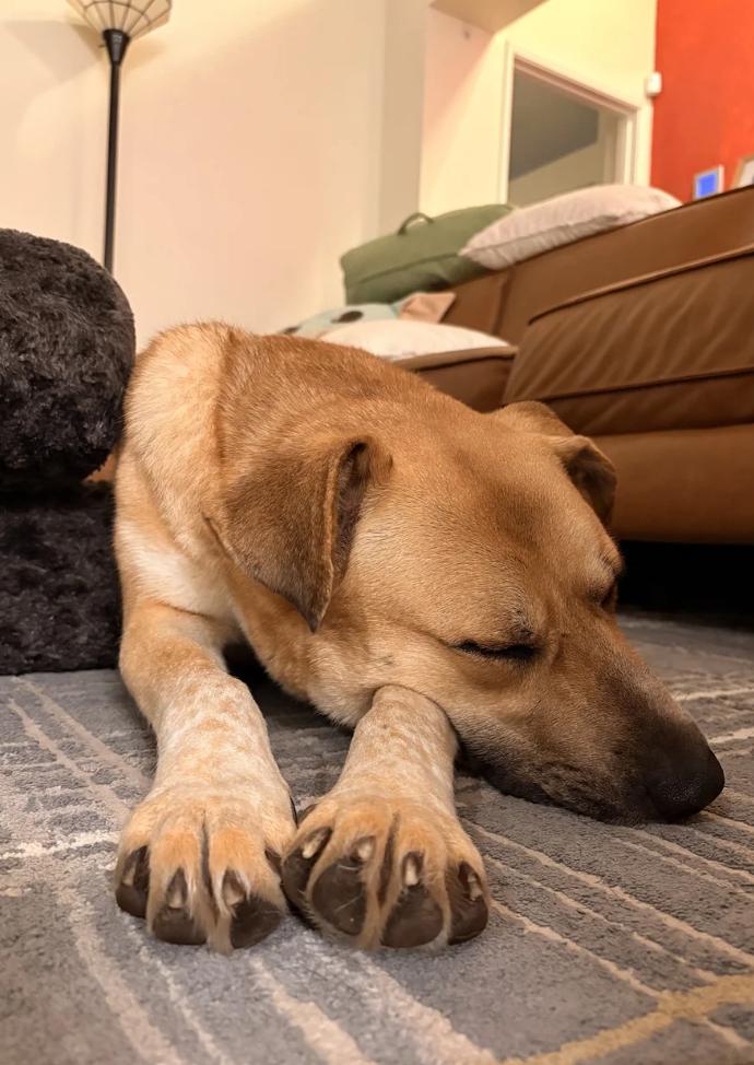 Enlarge Female Lab/Shepherd, an adopted mixed breed in Davis, CA image 2/2