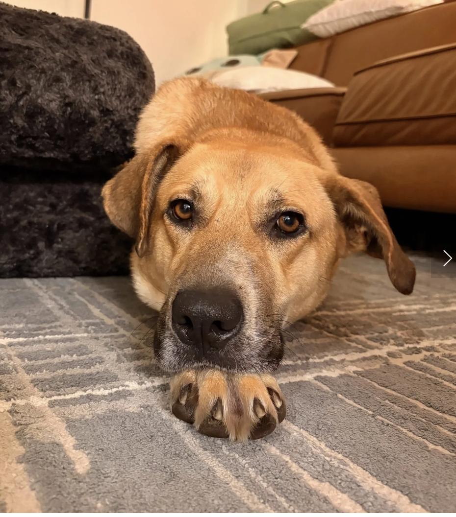 Enlarge Female Lab/Shepherd, an adopted mixed breed in Davis, CA image 1/2