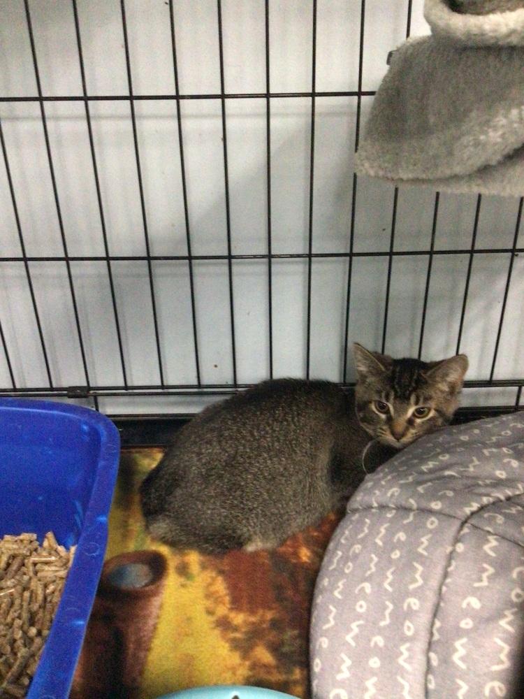 Gracie, Adoptable, Kitten Female Domestic Short Hair.