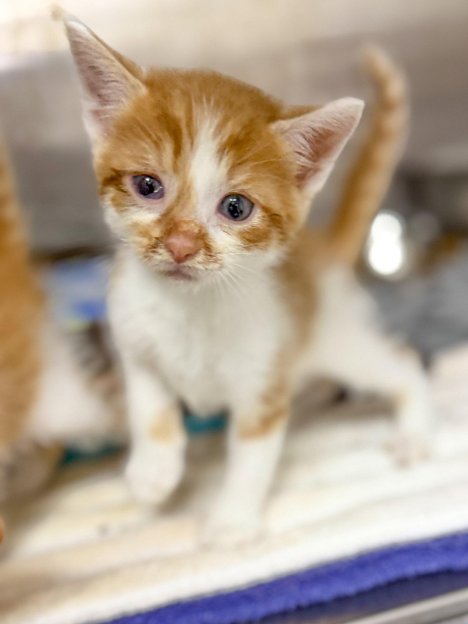 Nacho, Adoptable, Kitten Male Domestic Short Hair.