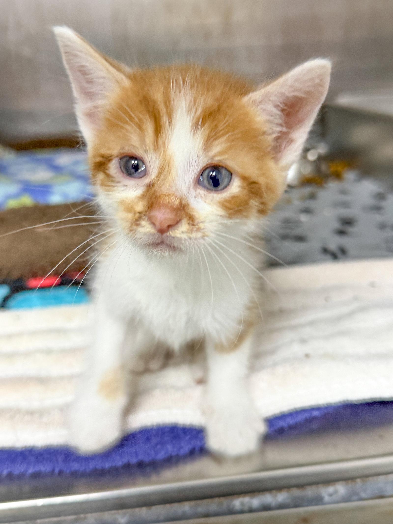 Nacho, a Adoptable Domestic Short Hair in Sanford, NC image 2/3