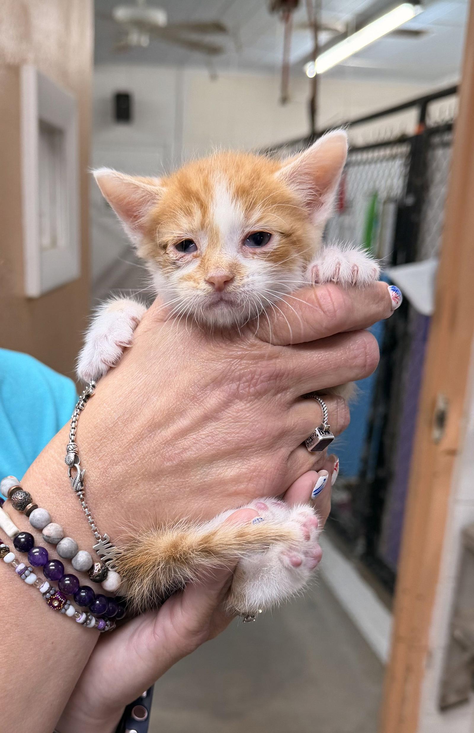 Nacho, a Adoptable Domestic Short Hair in Sanford, NC image 3/3