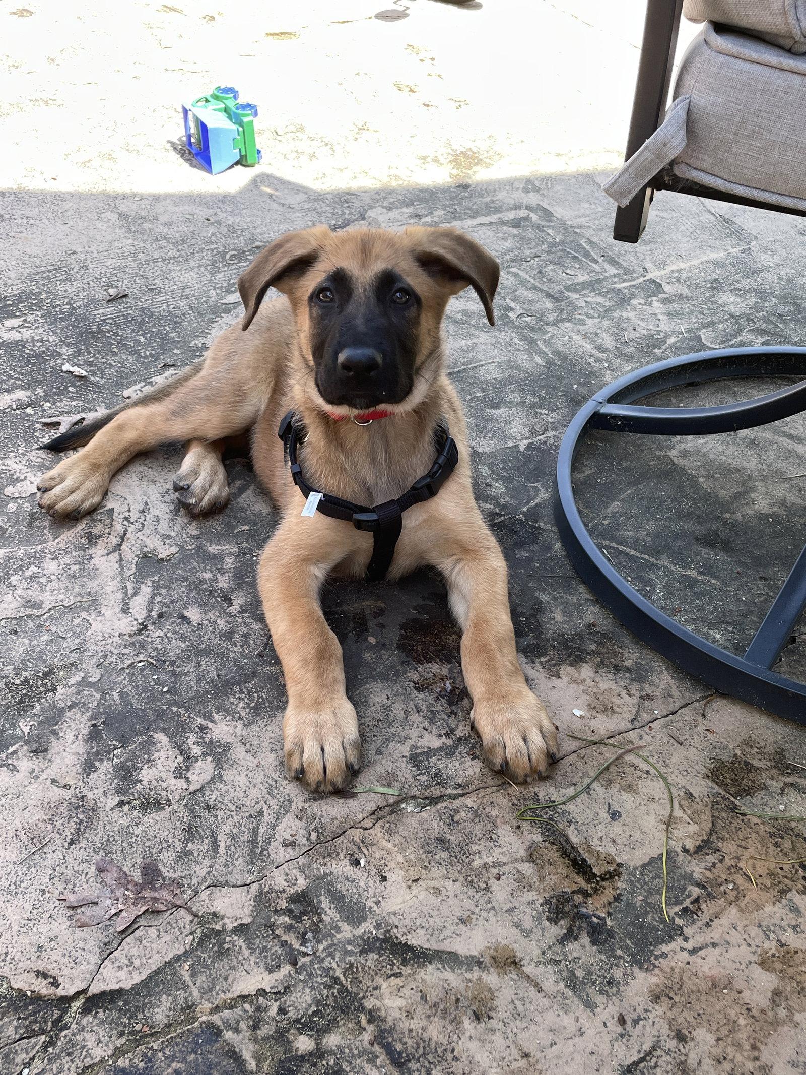 Pretzel 7305, Adoptable, Puppy Male German Shepherd Dog.