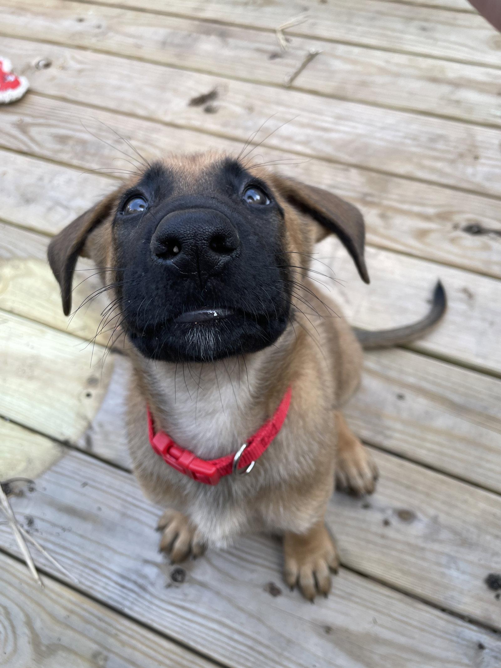Pretzel 7305, Adoptable, Puppy Male German Shepherd Dog.