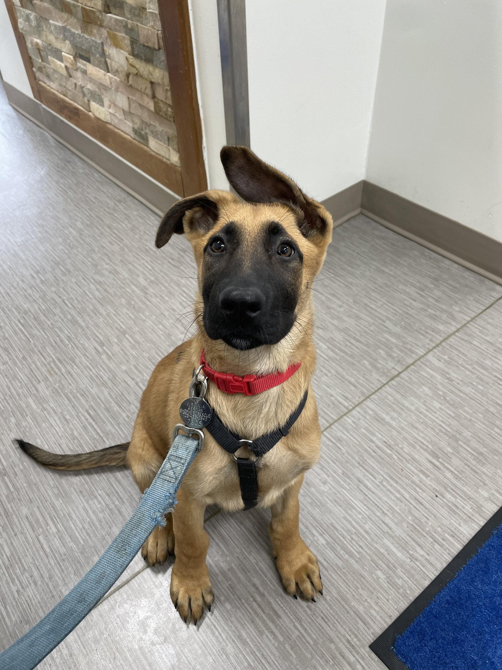 Enlarge Pretzel 7305, a Adoptable German Shepherd Dog in Centreville, VA image 2/3