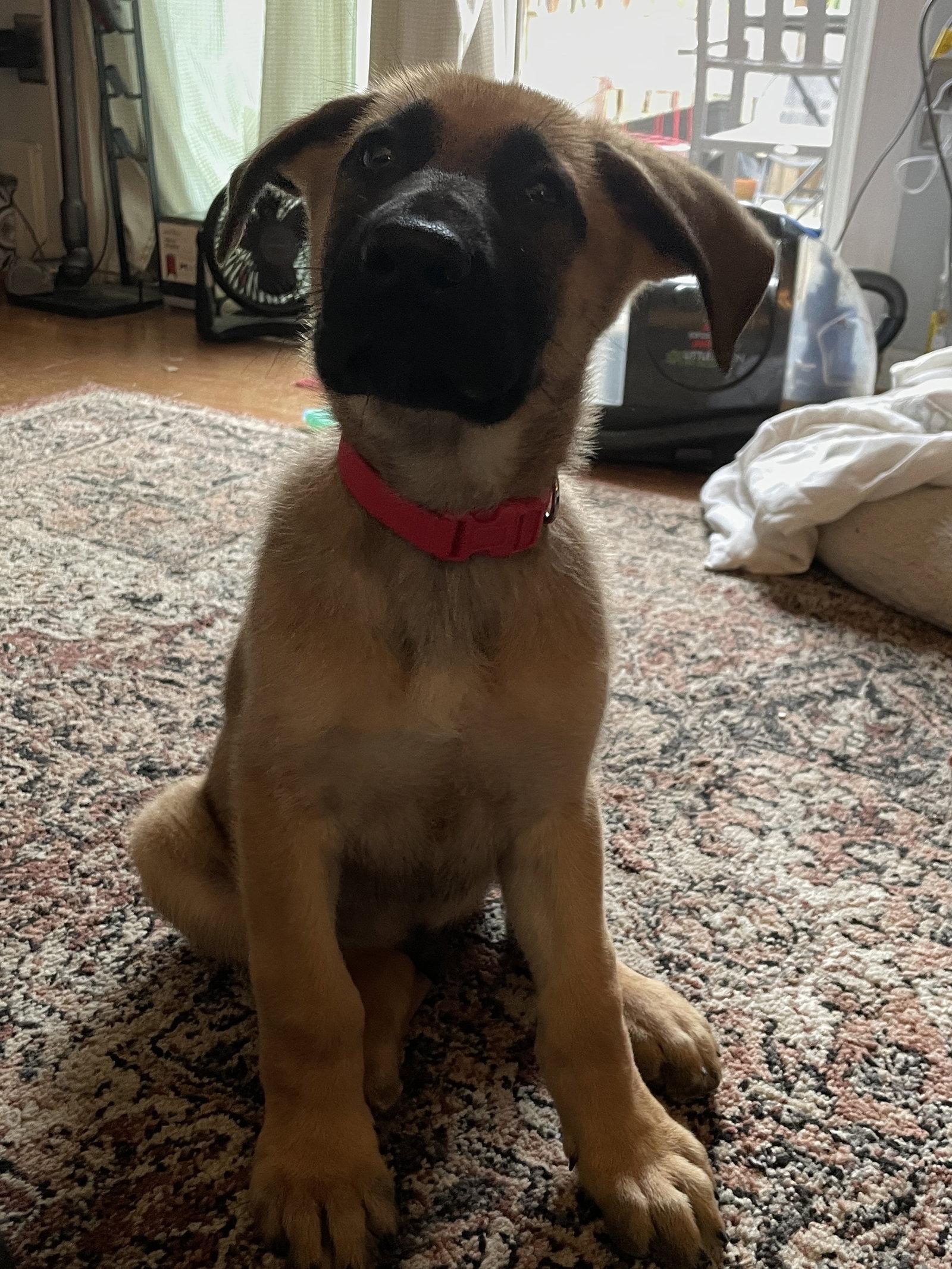 Enlarge Pretzel 7305, a Adoptable German Shepherd Dog in Centreville, VA image 3/3