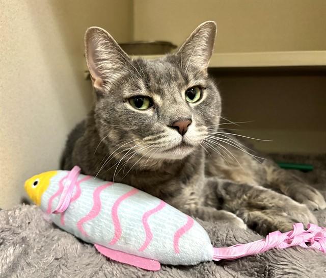 Enlarge GREY, a Adoptable Domestic Medium Hair in Denver, CO image 1/1
