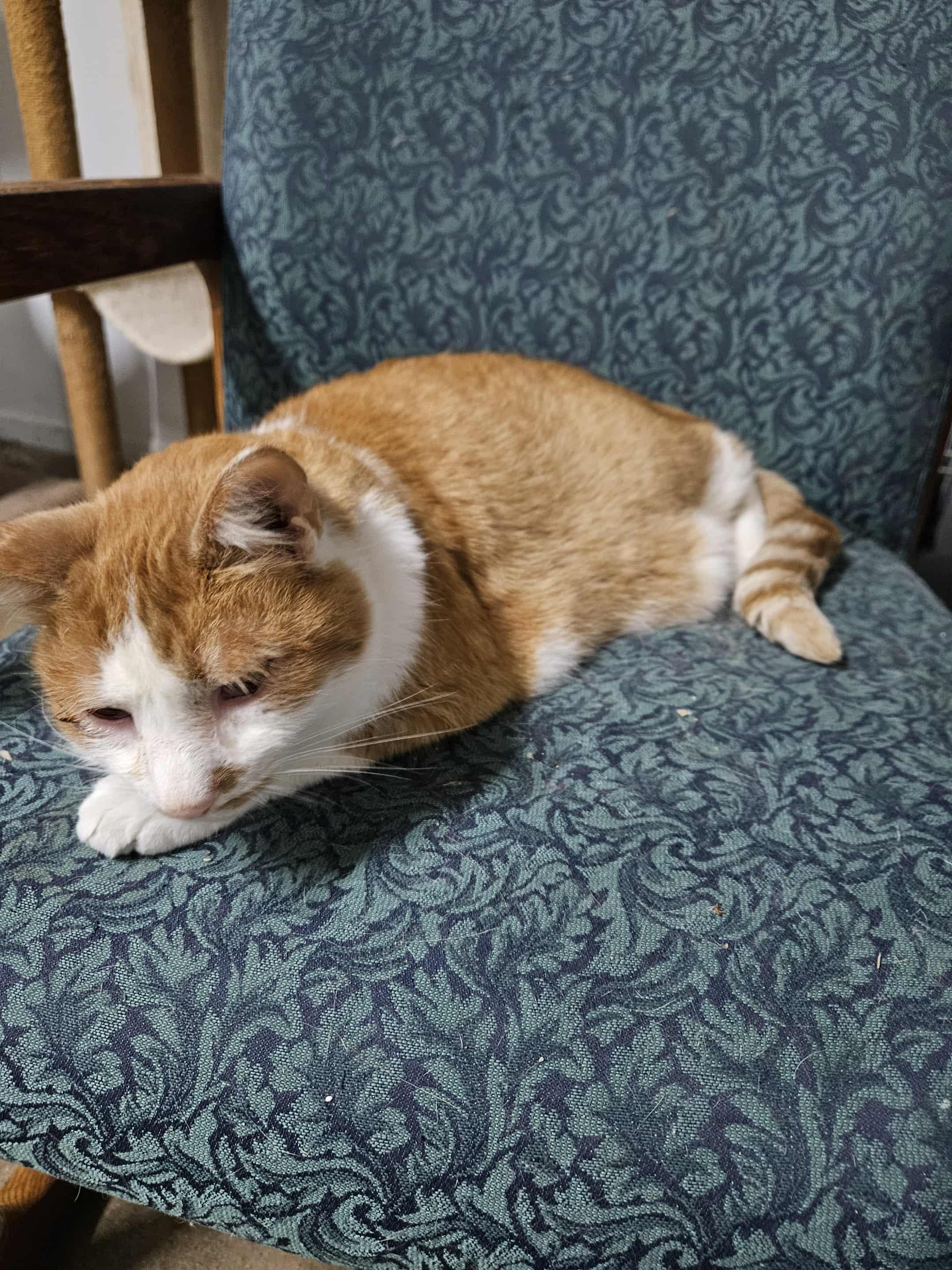 Charlie answers to Pumpkin, a Adoptable Domestic Short Hair in Monticello, IN image 2/2