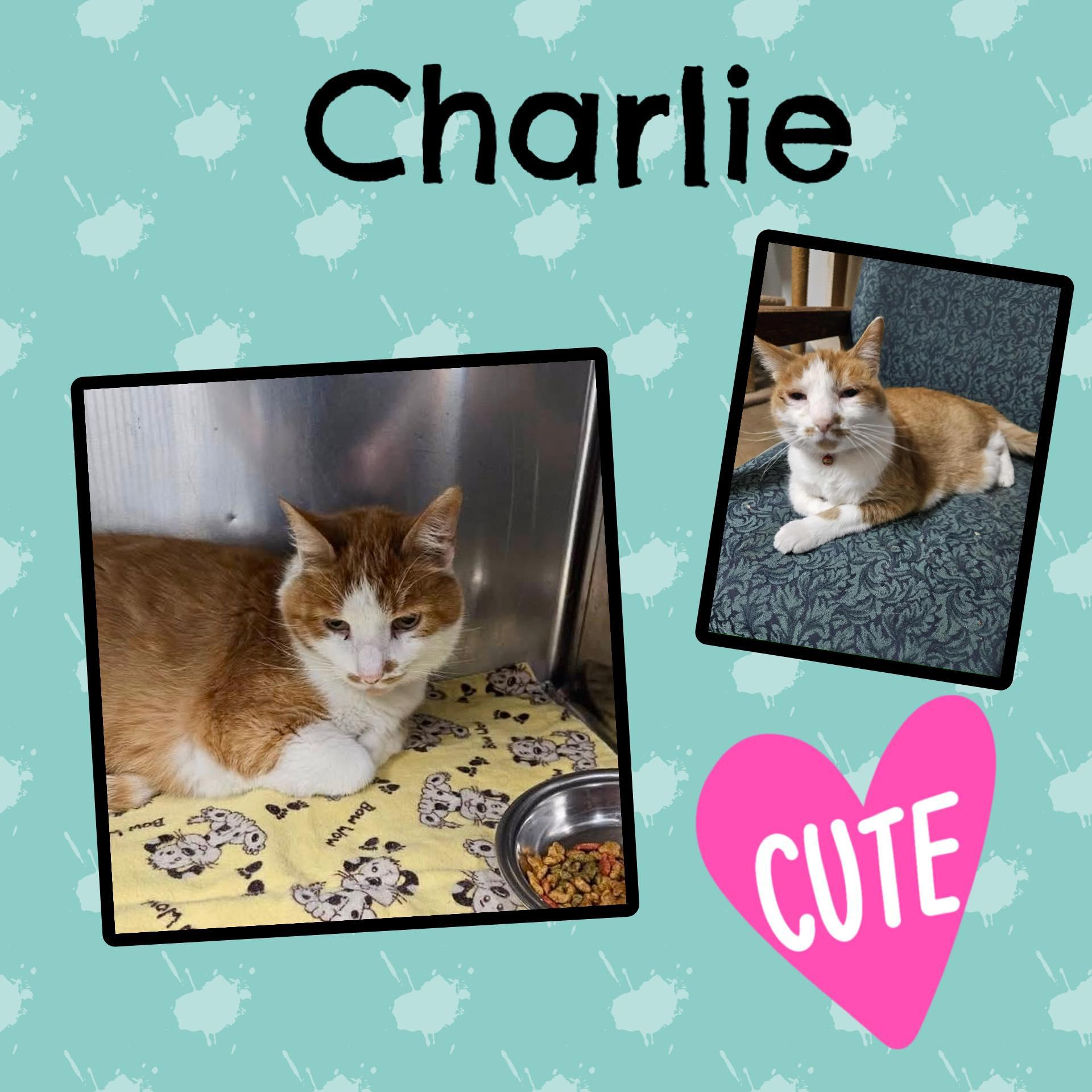 Charlie answers to Pumpkin, a Adoptable Domestic Short Hair in Monticello, IN image 1/2