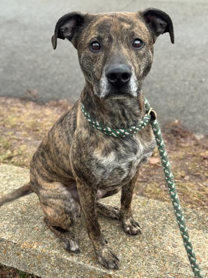 Snoopy — thumbnail 2