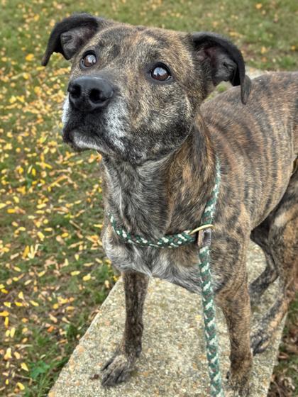 Snoopy — thumbnail 3