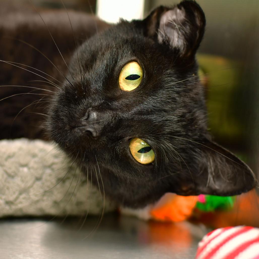 Groot, Adoptable, Adult Male Domestic Short Hair.