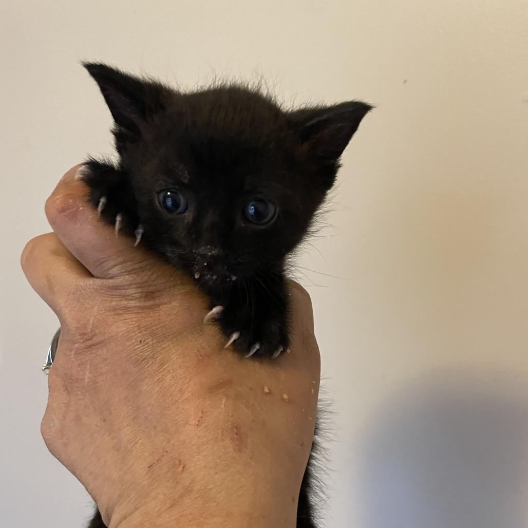 Dave, Adoptable, Kitten Male Domestic Short Hair.