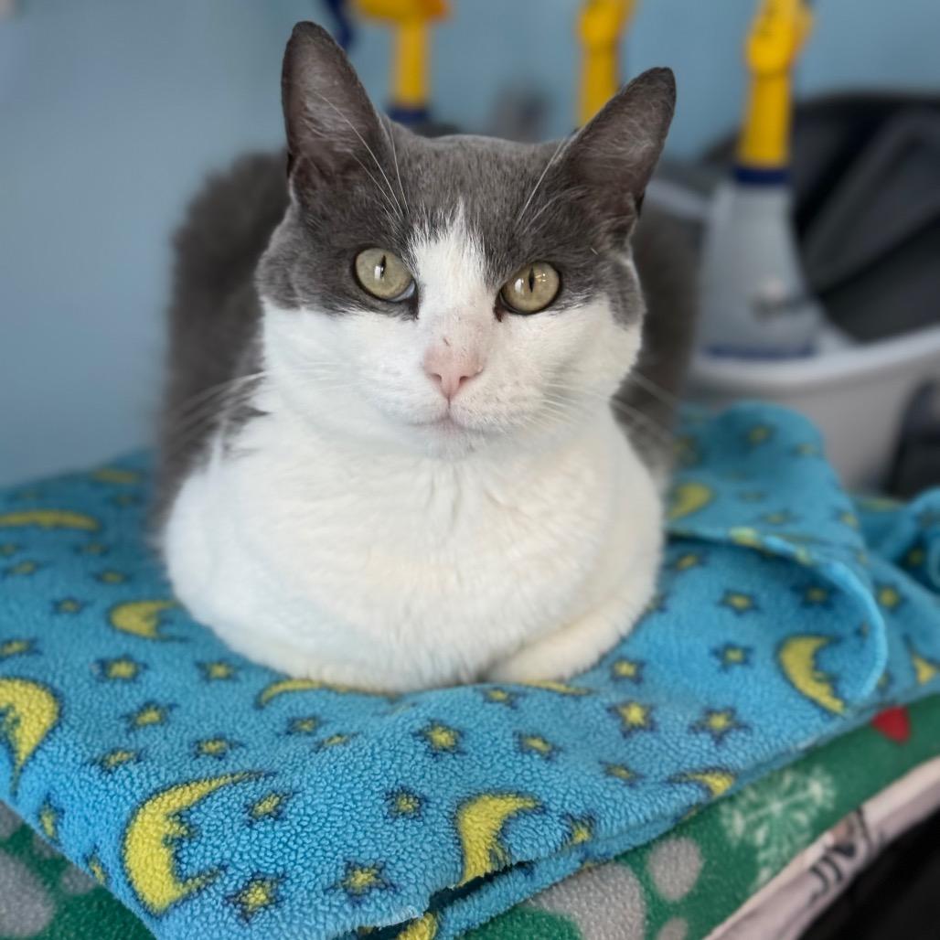 Kona, Adoptable, Adult Female Domestic Short Hair.