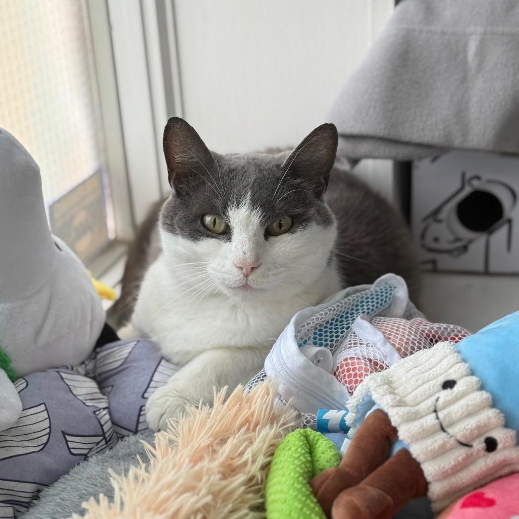 Kona, a Adoptable Domestic Short Hair in New Fairfield, CT image 2/6