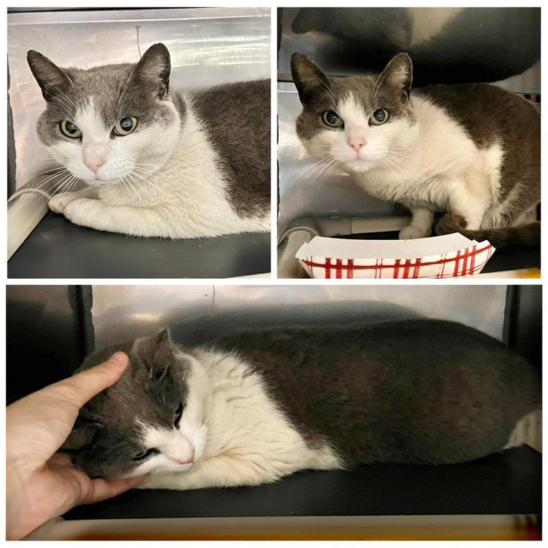 Kona, a Adoptable Domestic Short Hair in New Fairfield, CT image 3/6