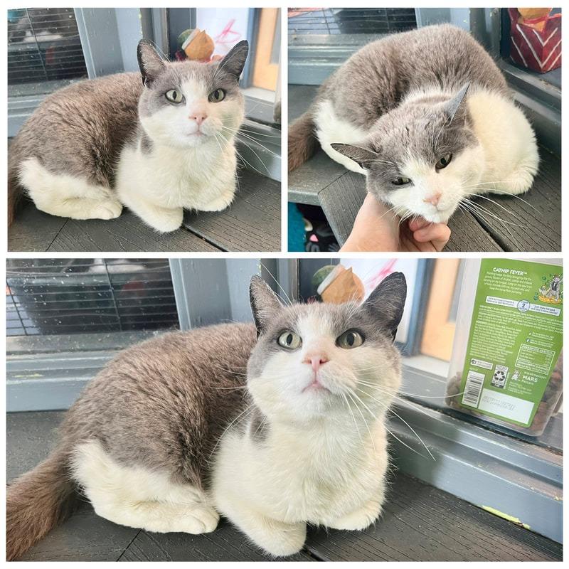 Kona, a Adoptable Domestic Short Hair in New Fairfield, CT image 4/6