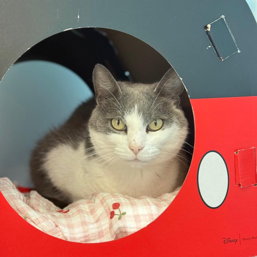 Kona, a Adoptable Domestic Short Hair in New Fairfield, CT image 5/6
