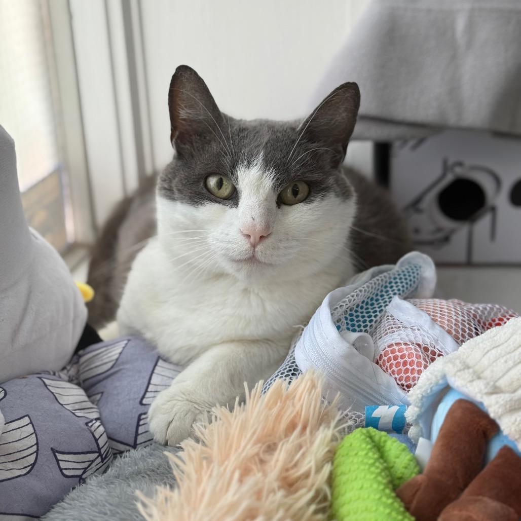 Kona, a Adoptable Domestic Short Hair in New Fairfield, CT image 6/6