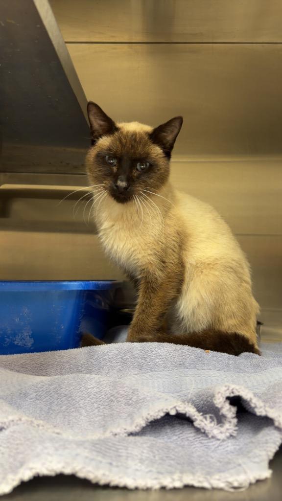 Mr. Bigglesworth thumbnail 2