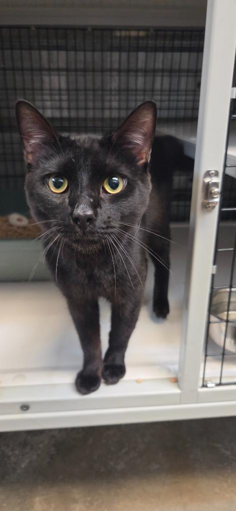 Snape, Adoptable, Young Male Domestic Short Hair.