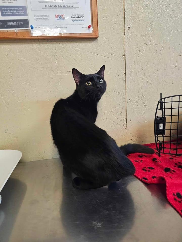 Enlarge Snape, a Adoptable mixed breed in Shelbyville, TN image 2/2