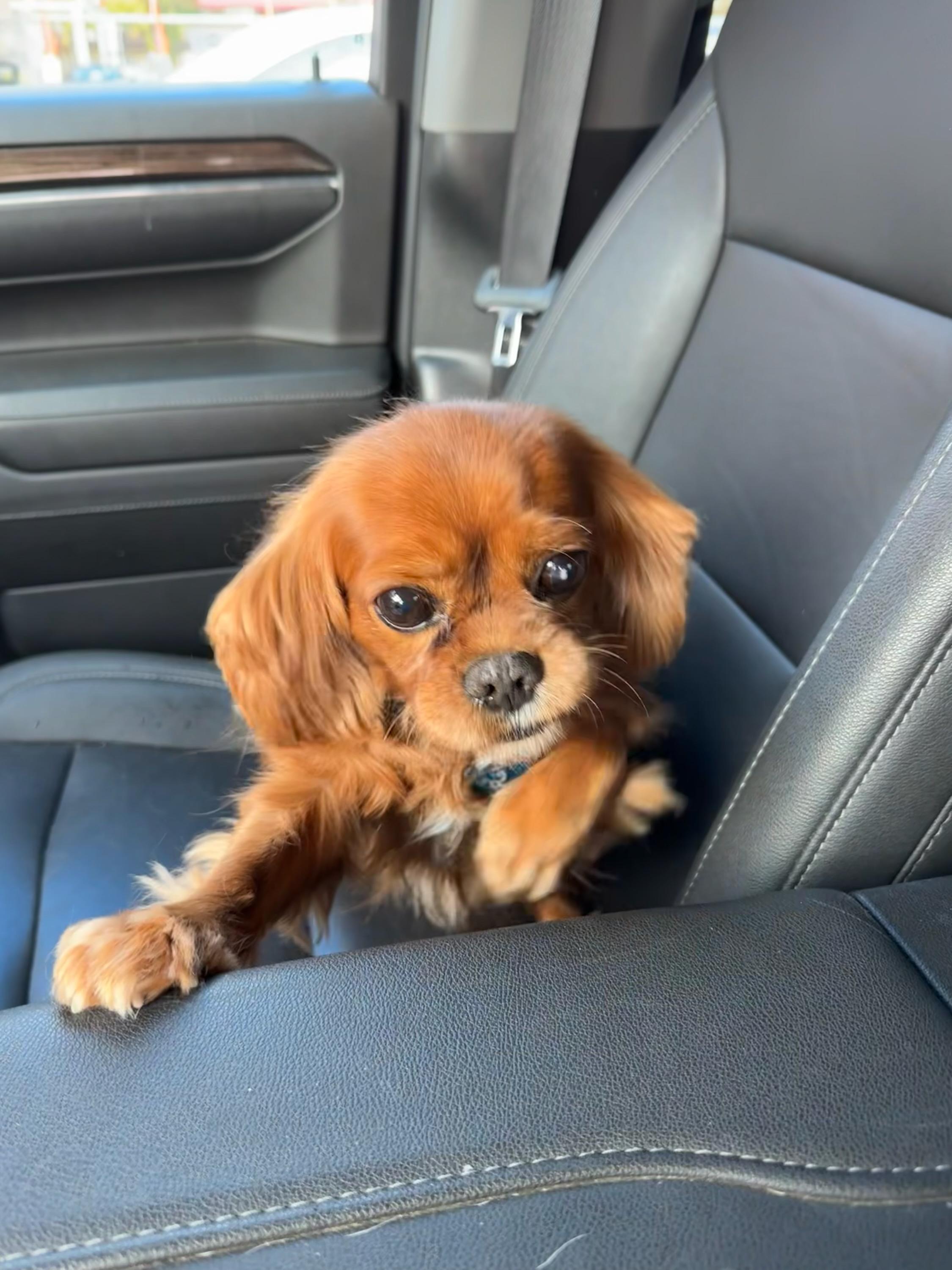 Rufus