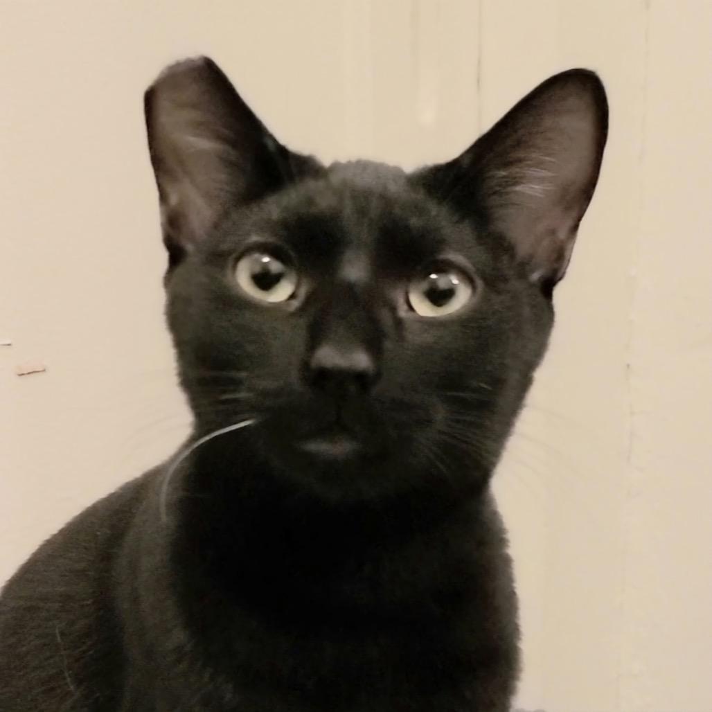 Ruffio, Adoptable, Adult Male Domestic Short Hair.