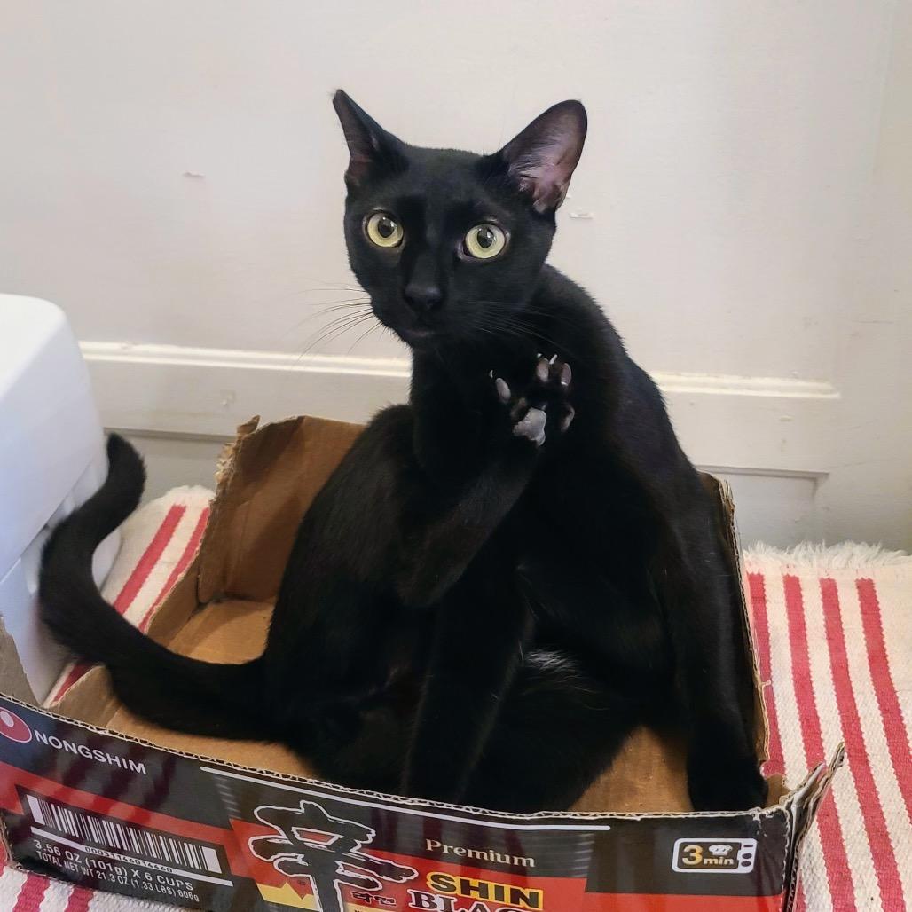 Ruffio, a Adoptable Domestic Short Hair in Long Beach, CA image 2/3