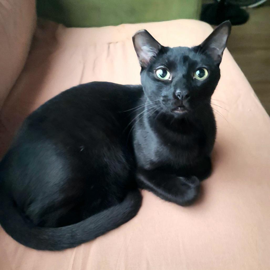 Ruffio, a Adoptable Domestic Short Hair in Long Beach, CA image 3/3