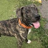 Pablo, ADOPTABLE, Young Male Presa Canario.