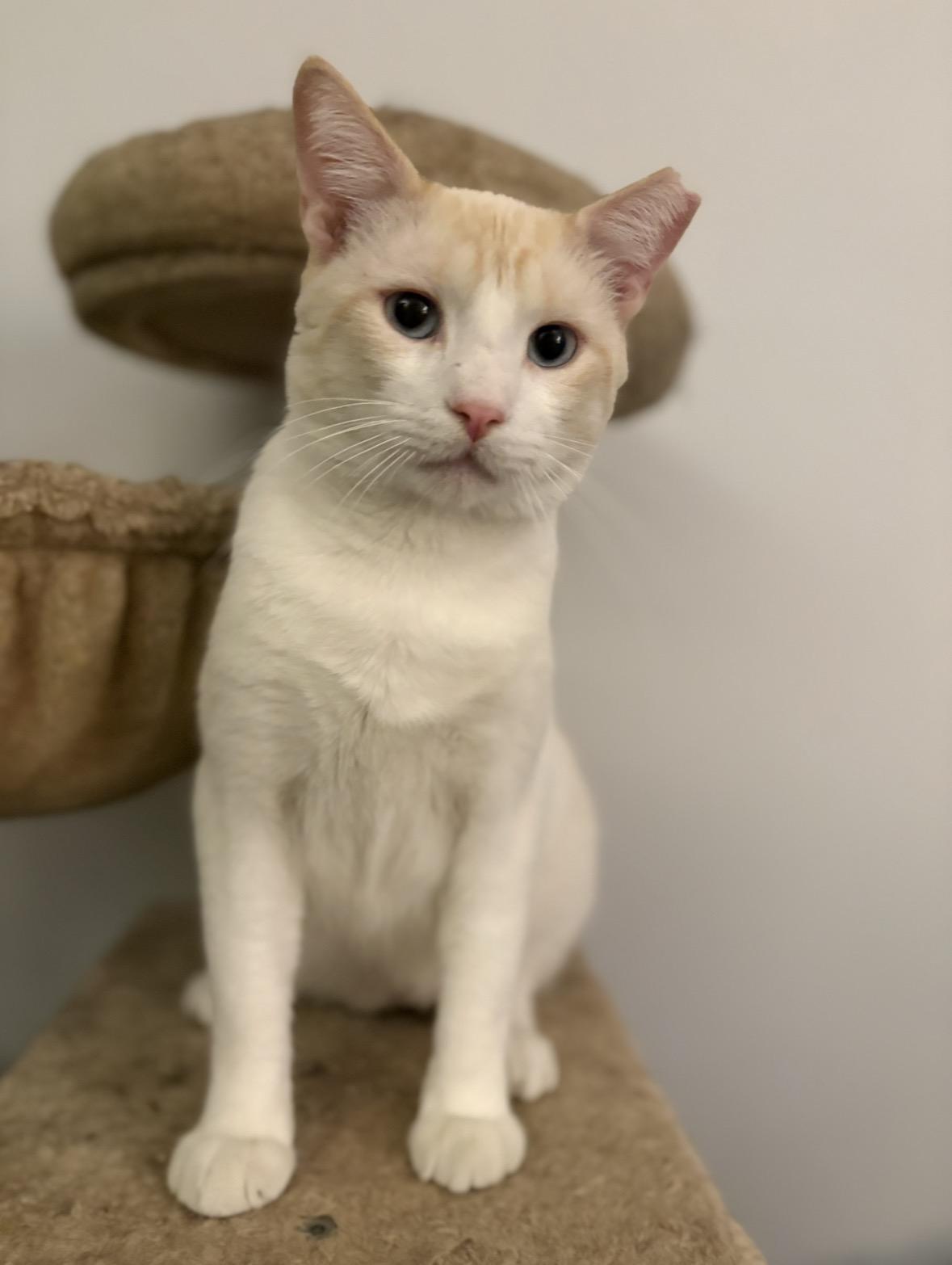 Enlarge BLAZE, an adopted Siamese in Hamilton, NJ image 2/2