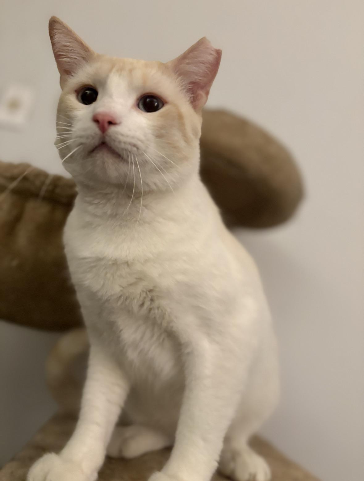 Enlarge BLAZE, an adopted Siamese in Hamilton, NJ image 1/2