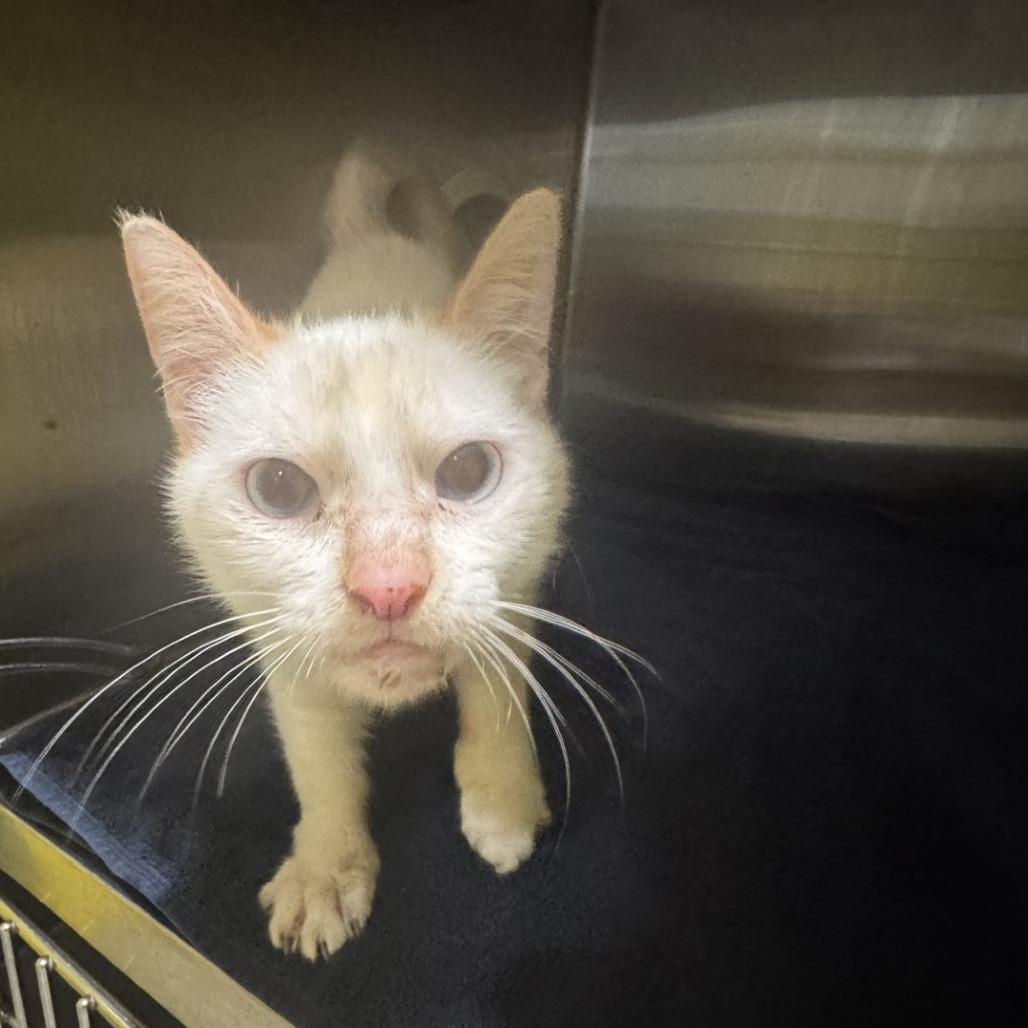 Sugar, Adoptable, Adult Female Domestic Short Hair.