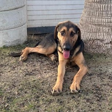 TRAVIS, a Adoptable Shepherd in Delano, CA image 1/4