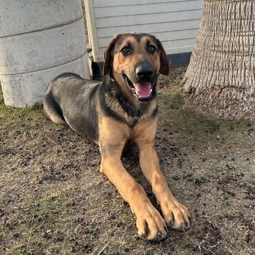 TRAVIS, a Adoptable Shepherd in Delano, CA image 2/4