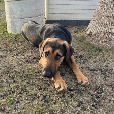 TRAVIS, a Adoptable Shepherd in Delano, CA image 3/4