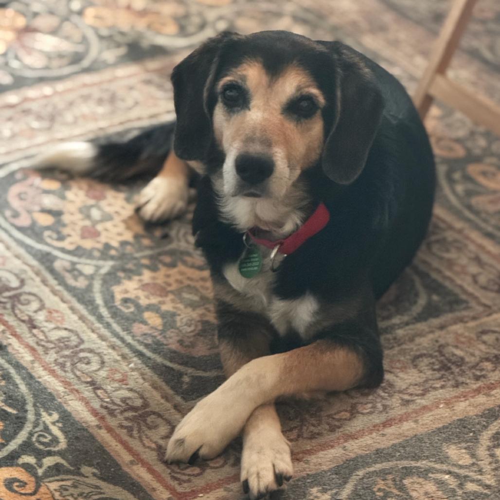 Enlarge Erichson, a Adoptable Mixed Breed in Fredericksburg, VA image 1/6