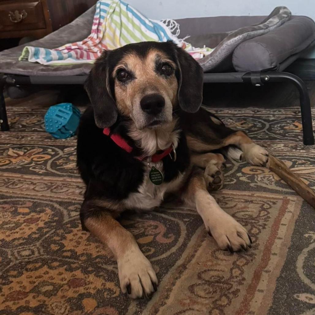 Enlarge Erichson, a Adoptable Mixed Breed in Fredericksburg, VA image 2/6