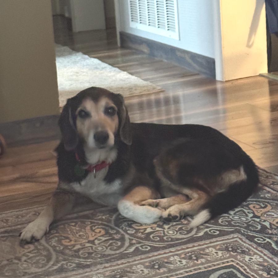 Enlarge Erichson, a Adoptable Mixed Breed in Fredericksburg, VA image 3/6