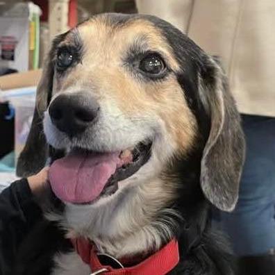 Enlarge Erichson, a Adoptable Mixed Breed in Fredericksburg, VA image 4/6