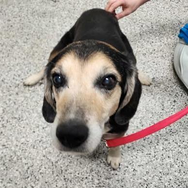 Enlarge Erichson, a Adoptable Mixed Breed in Fredericksburg, VA image 5/6